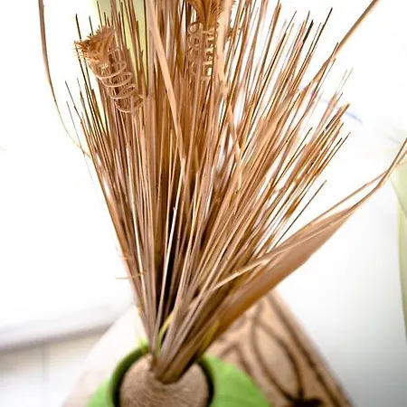 Paradiles 道拉斯奥莱龙